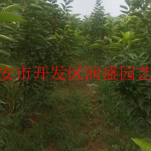 泰安吉塞拉樱桃苗