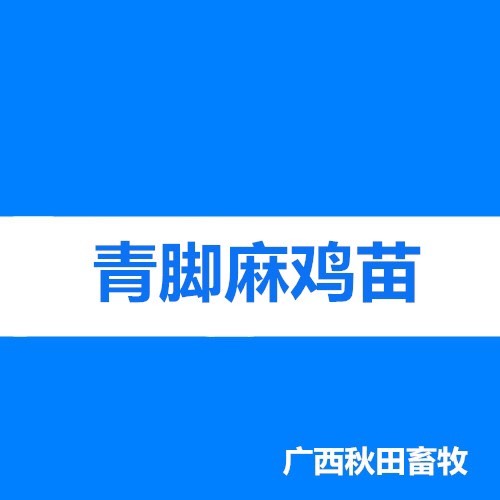 南宁青脚麻鸡苗 