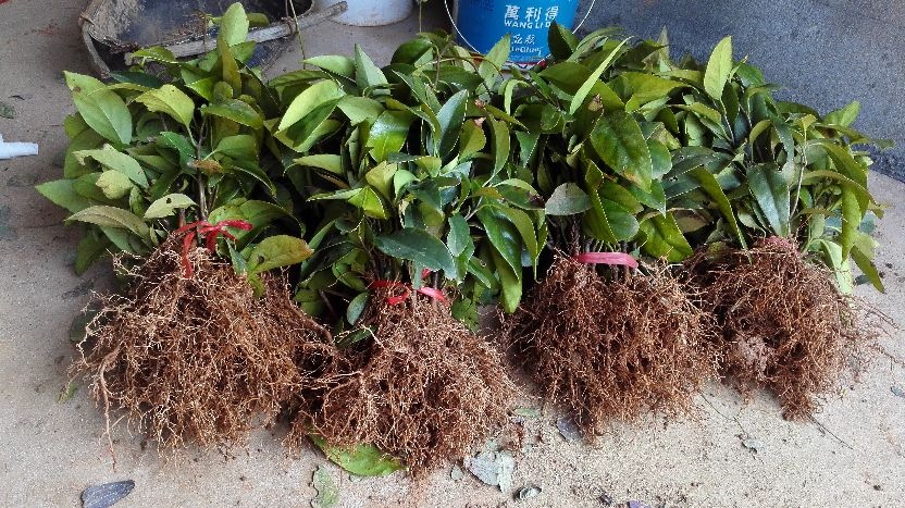 鄱阳县粉红黑老虎苗 抗逆性强 结果早 产量高 味道鲜甜