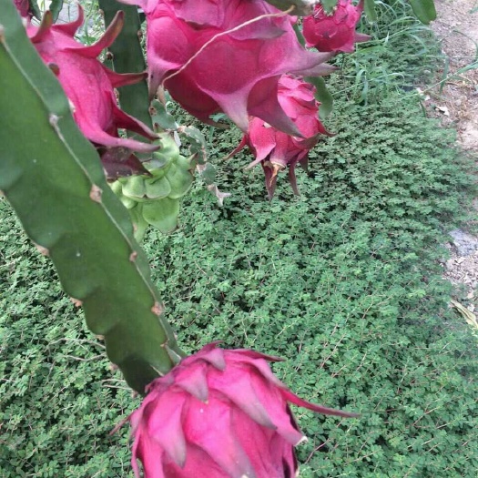 上海红皮红肉火龙果 中（5-7两）