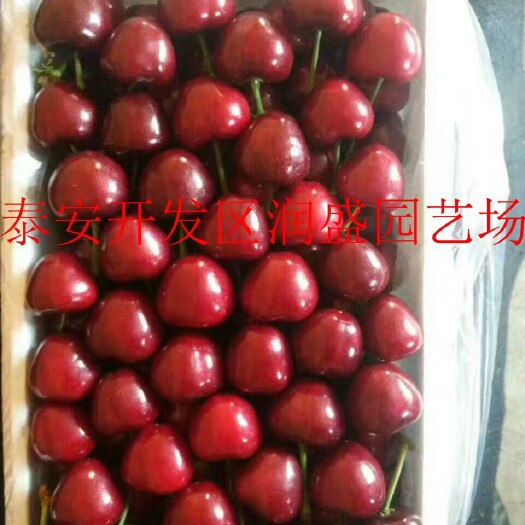 泰安吉塞拉樱桃苗 