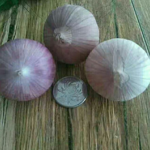 黑山县紫皮大蒜 混级统货 独头 