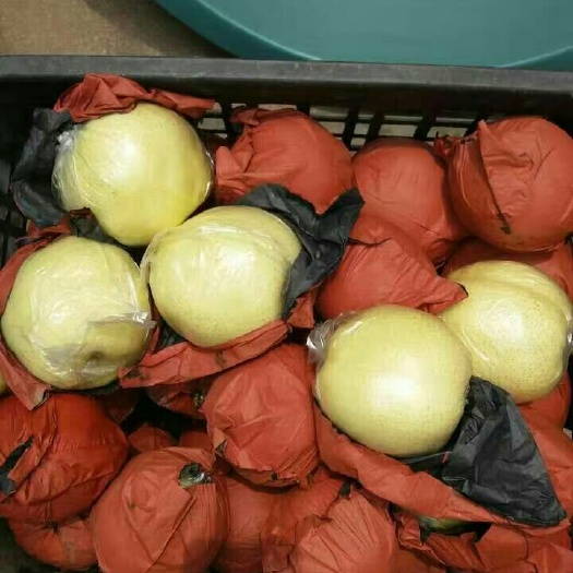 沂水县皇冠梨 350-400g 80mm以上