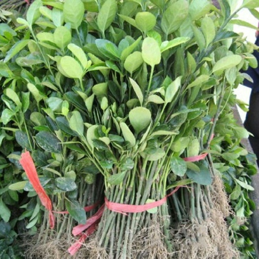 沭阳县大叶冬青