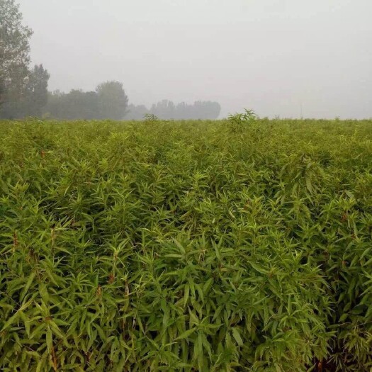 泰安秋彤桃树苗 1~1.5米