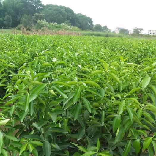 富川县血脐橙 大量供应沃柑苗