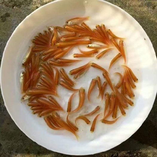 中山市黄金鲩鱼苗