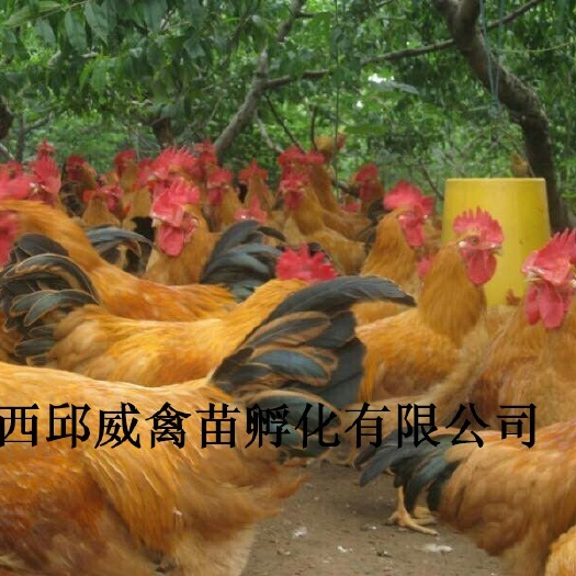 南宁三黄鸡苗 公
