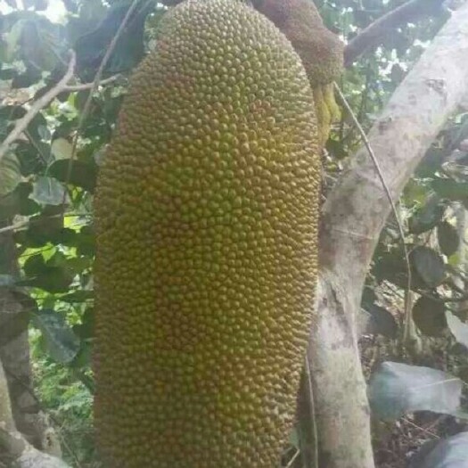 灵山县马来西亚一号菠萝蜜苗 