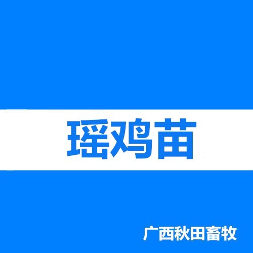 南宁瑶鸡苗 公