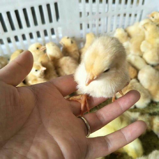 衡南县三黄鸡苗