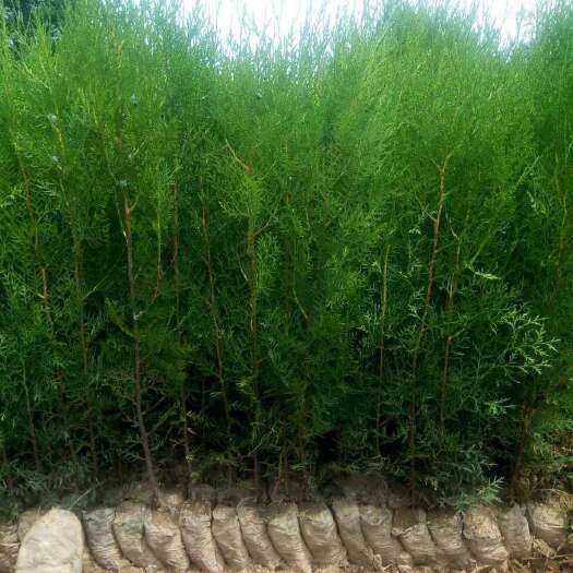 绛县荣鼎侧柏苗木基地-专业培育侧柏成活率高_货源足