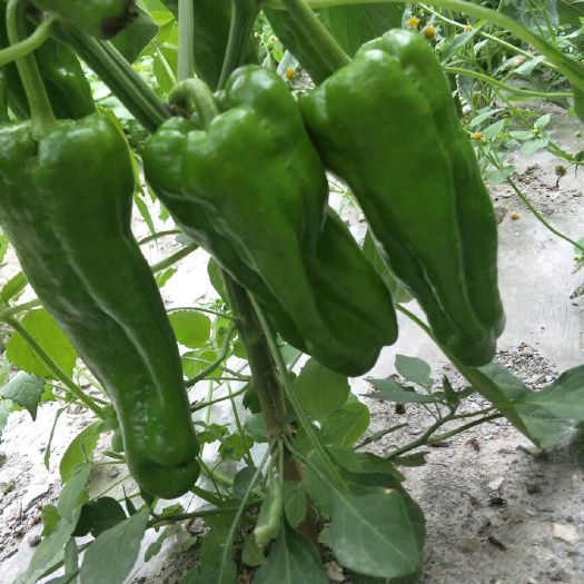茂县菜椒 10~15cm 红色 甜辣