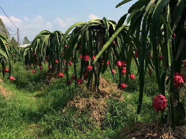 博白县桂红龙一号火龙果苗 