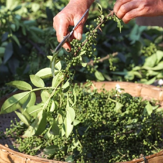 青花椒 鲜花椒 特级 