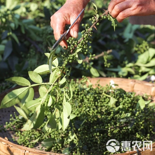 青花椒 鲜花椒 特级 