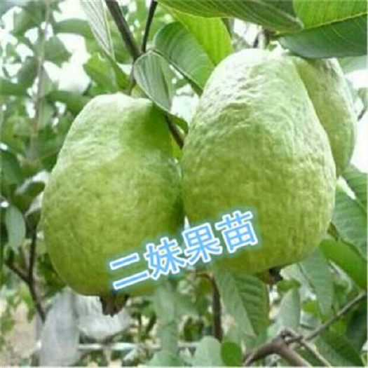 灵山县珍珠番石榴苗  西瓜芭乐，胭脂红芭乐，红宝石芭乐