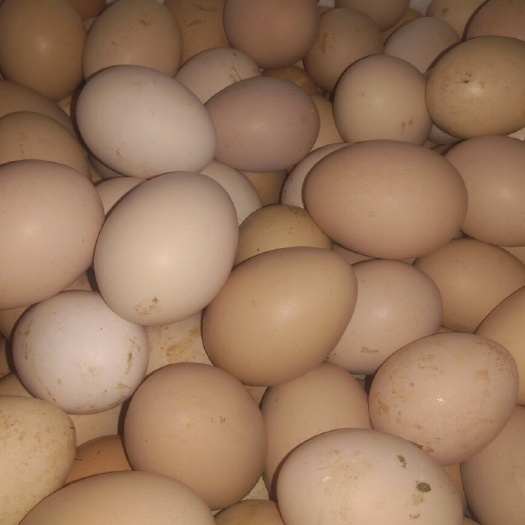盐边县土鸡蛋 食用 箱装 
