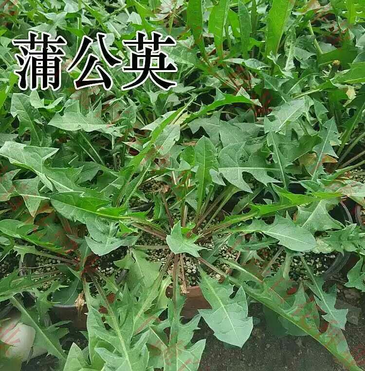 蒲公英种子 