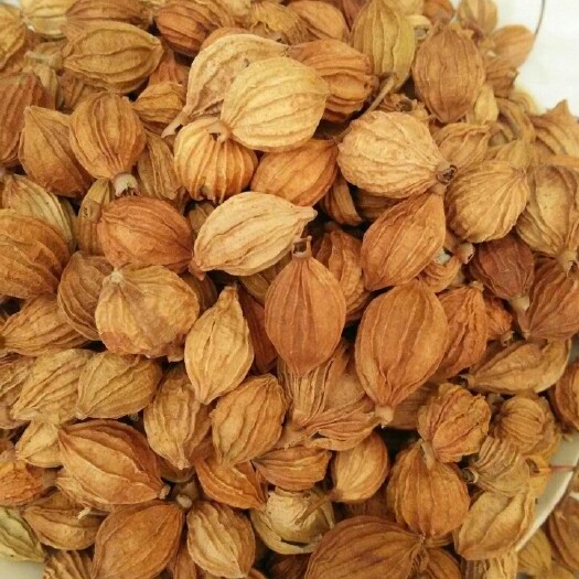 昭通砂仁果 