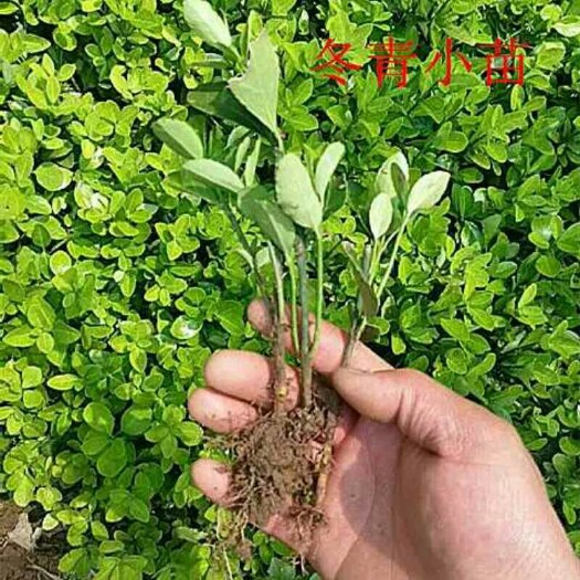 沭阳县大叶冬青