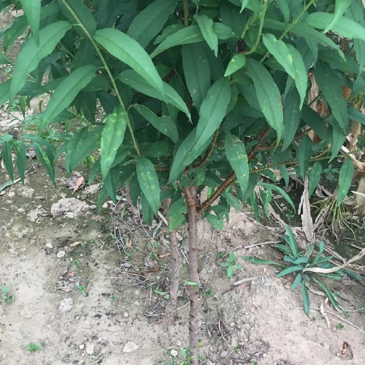 泰安新川中岛桃苗 1~1.5米