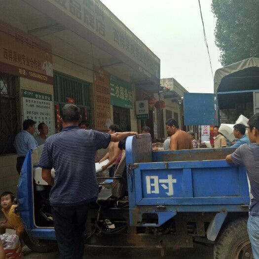 新泰市金帅苹果
