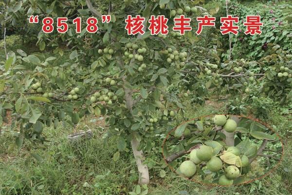 泰安8518核桃苗 