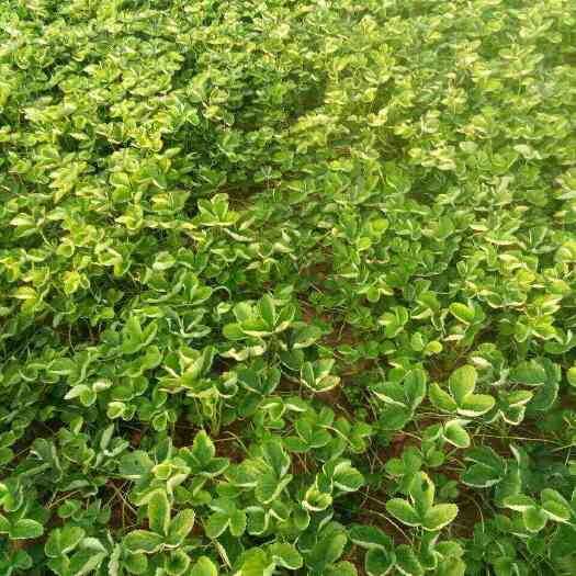 平邑县甜查理草莓苗 地栽苗 10~20公分 