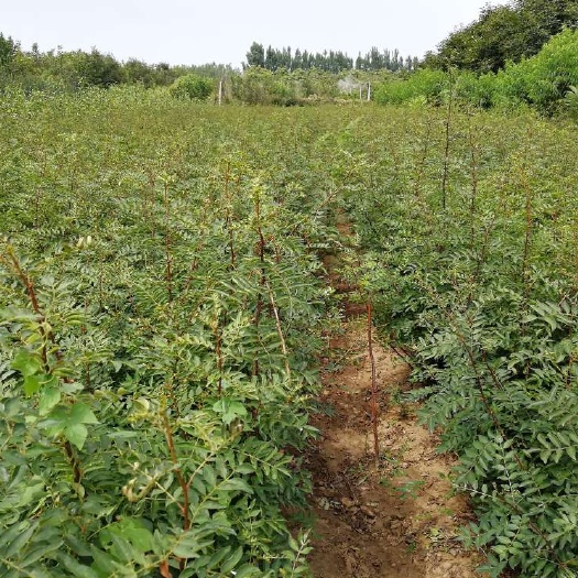泰安大红袍花椒苗优质无刺花椒苗批发