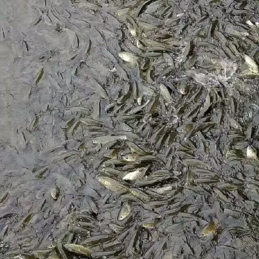 自贡池塘草鱼 人工养殖 3到1斤