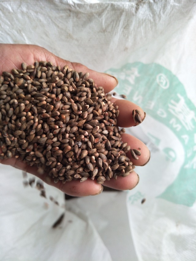 泰安香椿种子  ≥90% 主产地手工制作自然晾晒发芽率高