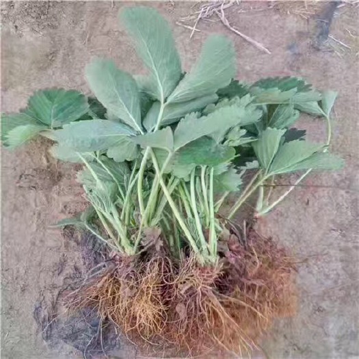 泰安小白草莓苗 地栽苗 10~20公分