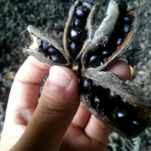 菏泽牡丹籽