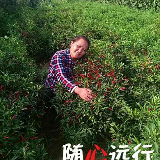 商丘贵族2号 高辣高香的朝天椒