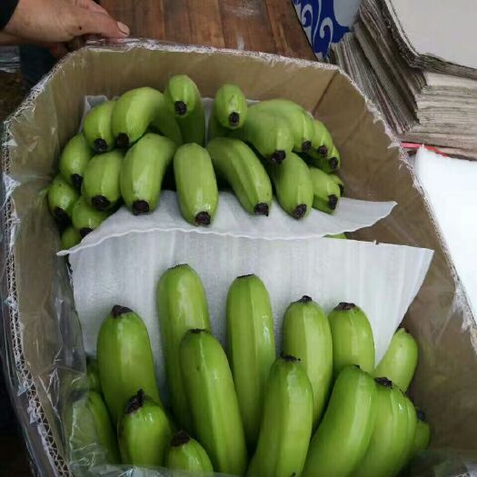 湛江广东香蕉2号 八成熟