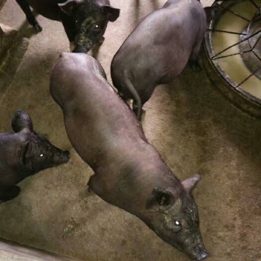 博白县杜洛克仔猪  黑猪 20-25斤