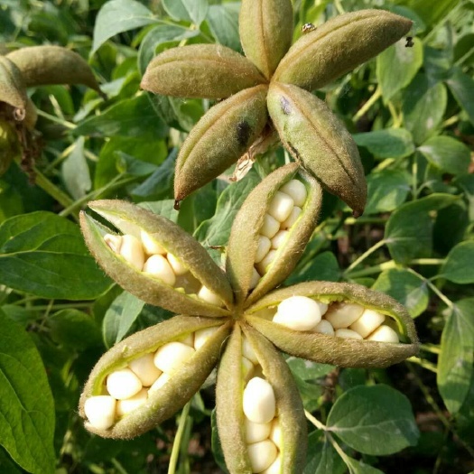 菏泽牡丹籽