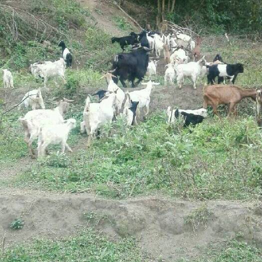 田东县土羊 无公害绿色食品，