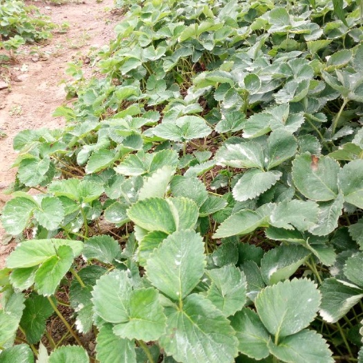泰安小白草莓苗 地栽苗 10~20公分