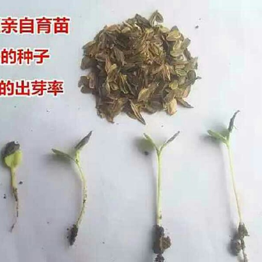 沭阳县百日草种子 