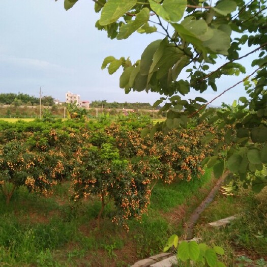玉林无核黄皮果苗
