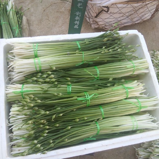 韭菜花 头茬 30~35cm 