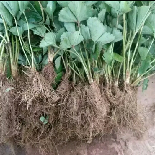 泰安新世纪草莓苗  天宝草莓苗 妙香7号草莓苗 丰香草莓苗品种纯正齐全