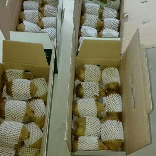 绿心猕猴桃 120克以上