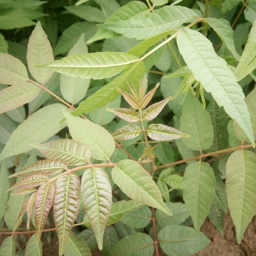 泰安红油香椿苗 2公分以下 