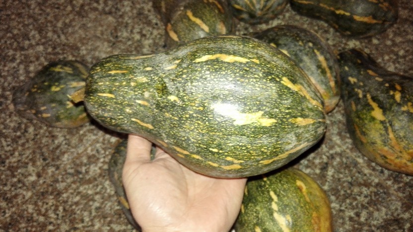 香芋南瓜种子