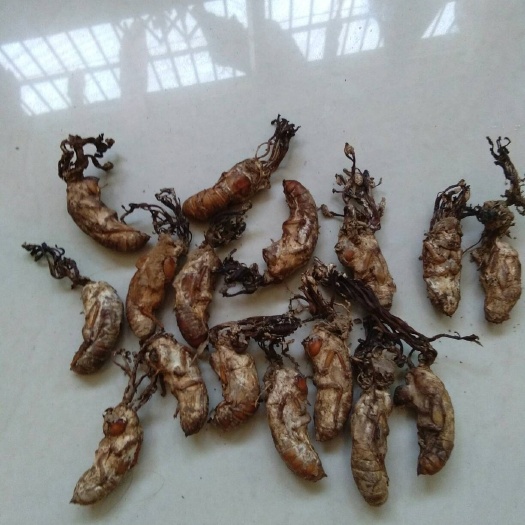都昌县金蝉花 金蝉花