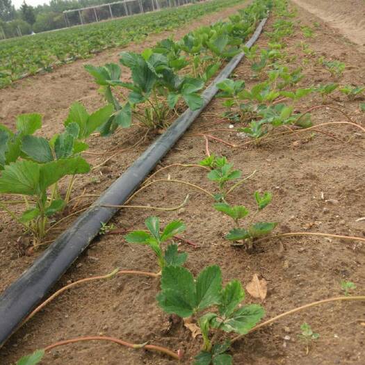 泰安妙香草莓苗 地栽苗 10~20公分