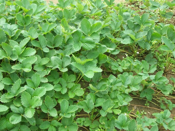 泰安甜查理草莓苗 地栽苗 10~20公分 